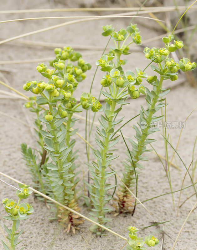 海潮(Euphorbia paralias)